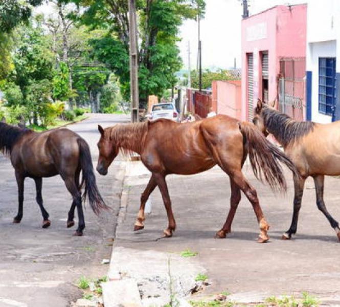 Apucarana contrata empresa para recolhimento de cavalos
