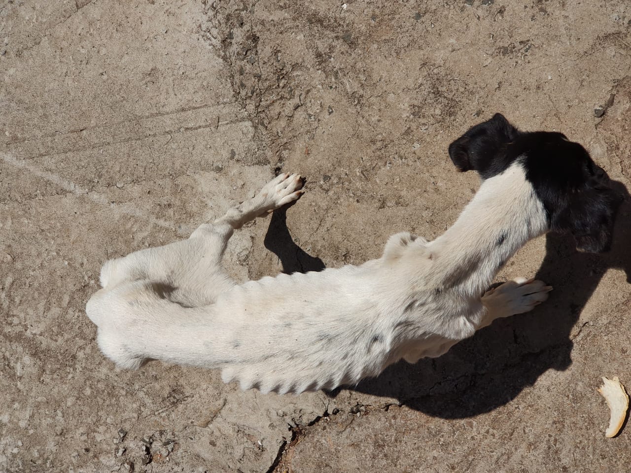 Polícia Civil de Apucarana resgata cachorra vítima de maus-tratos