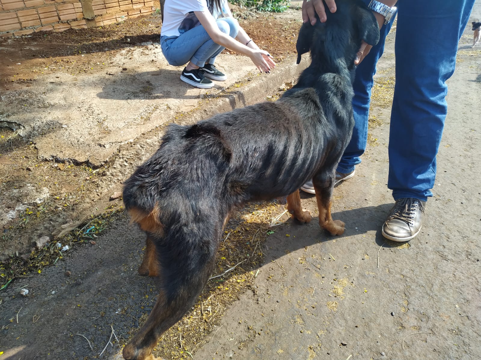 Rottweiler vítima de maus-tratos é resgatado em Apucarana 