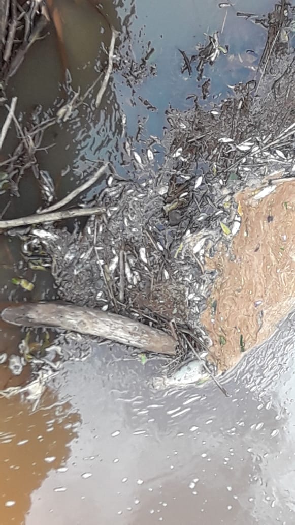 Mortandade de peixes causa indignação em Novo Itacolomi 