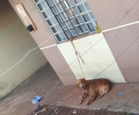 Polícia Civil e ONG resgatam mais um cachorro em Apucarana