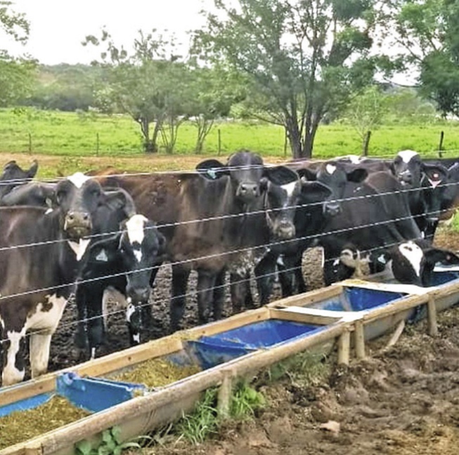 Ladrões furtam quatro cabeças de gado de propriedade rural, em  Arapuã