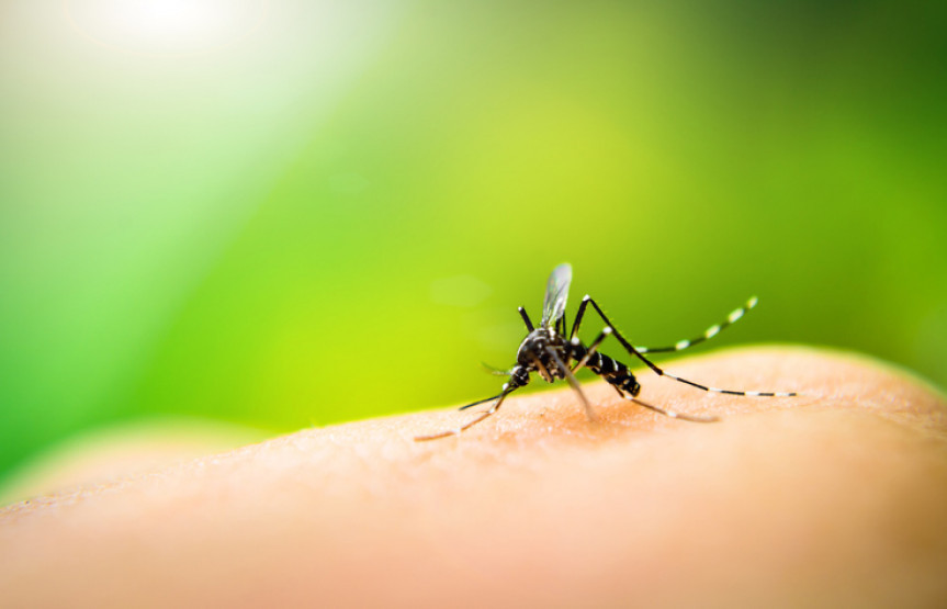 Paraná registra maior epidemia de dengue da história