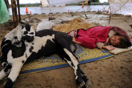 Menina dorme com sua cabra em tenda improvisada após enchentes no Paquistão; ONU diz que 4,6 milhões de pessoas estão desabrigadas