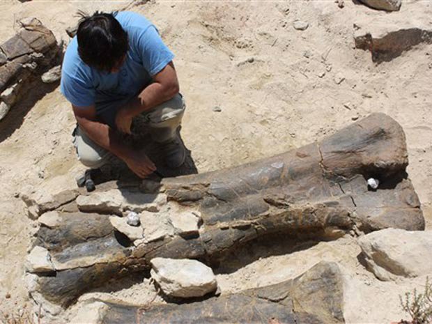 Fóssil do fêmur gigante de dinossauro é analisado em Riodeva, no leste da Espanha. O animal teria até 40 toneladas, 30 metros de altura e teria vivido há 145 milhões de anos