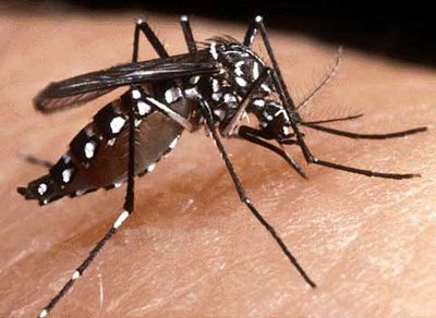 A Secretaria Estadual de Saúde de Roraima informou hoje (27) que subiu para 12 o número de casos de dengue tipo 4 no Estado - até agosto eram apenas três casos
