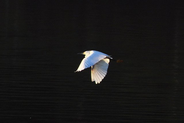Garça voa tranquila sobre lago em Apucarana: natureza em harmonia