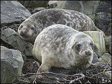 Sobrevivência de filhotes de foca é baixa no inverno