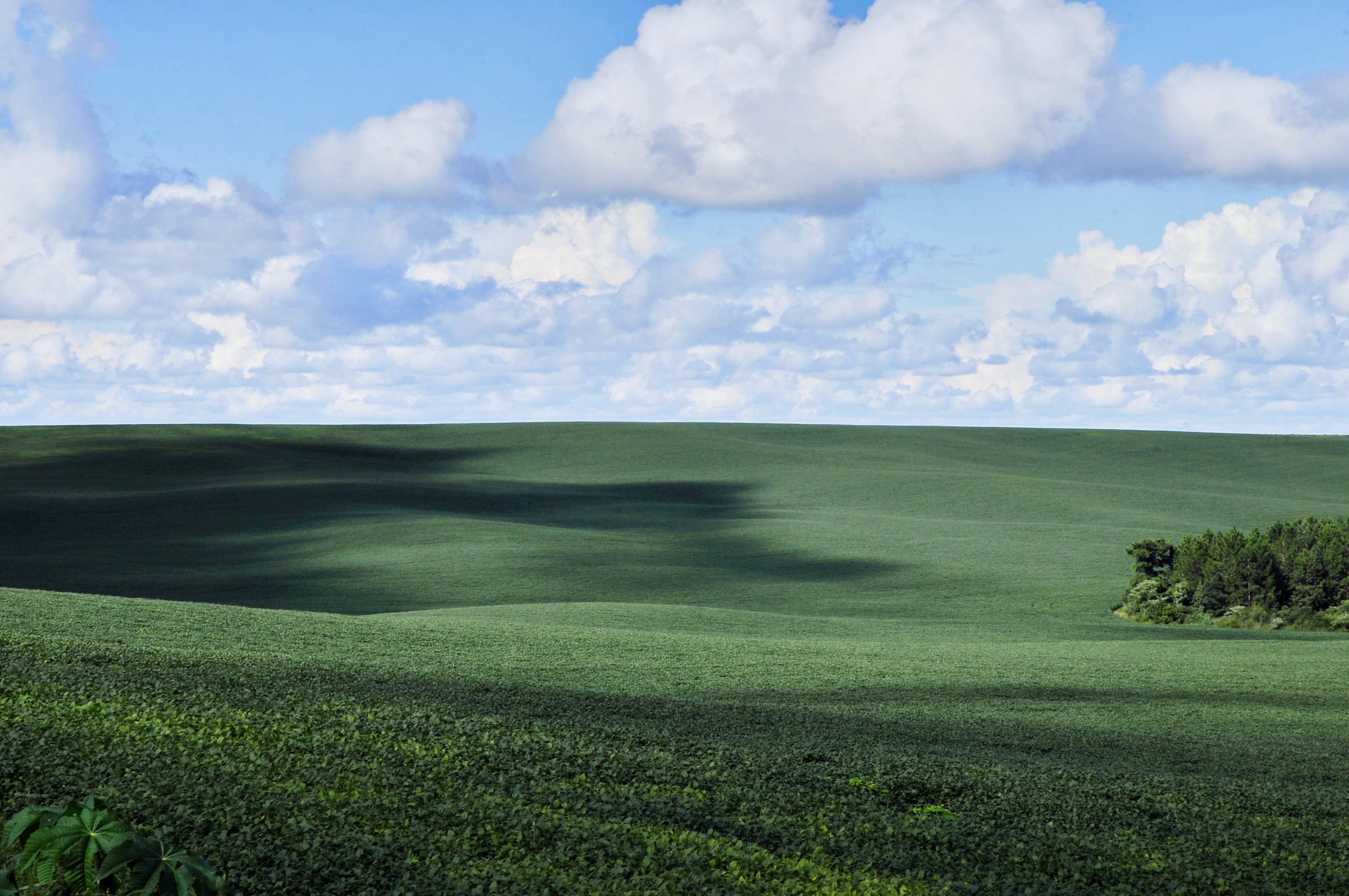 Imagem de lavoura de soja é retrato da paísagem agrícola do Vale