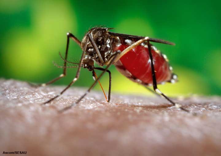 Novo Itacolomi promove arrastão contra Dengue