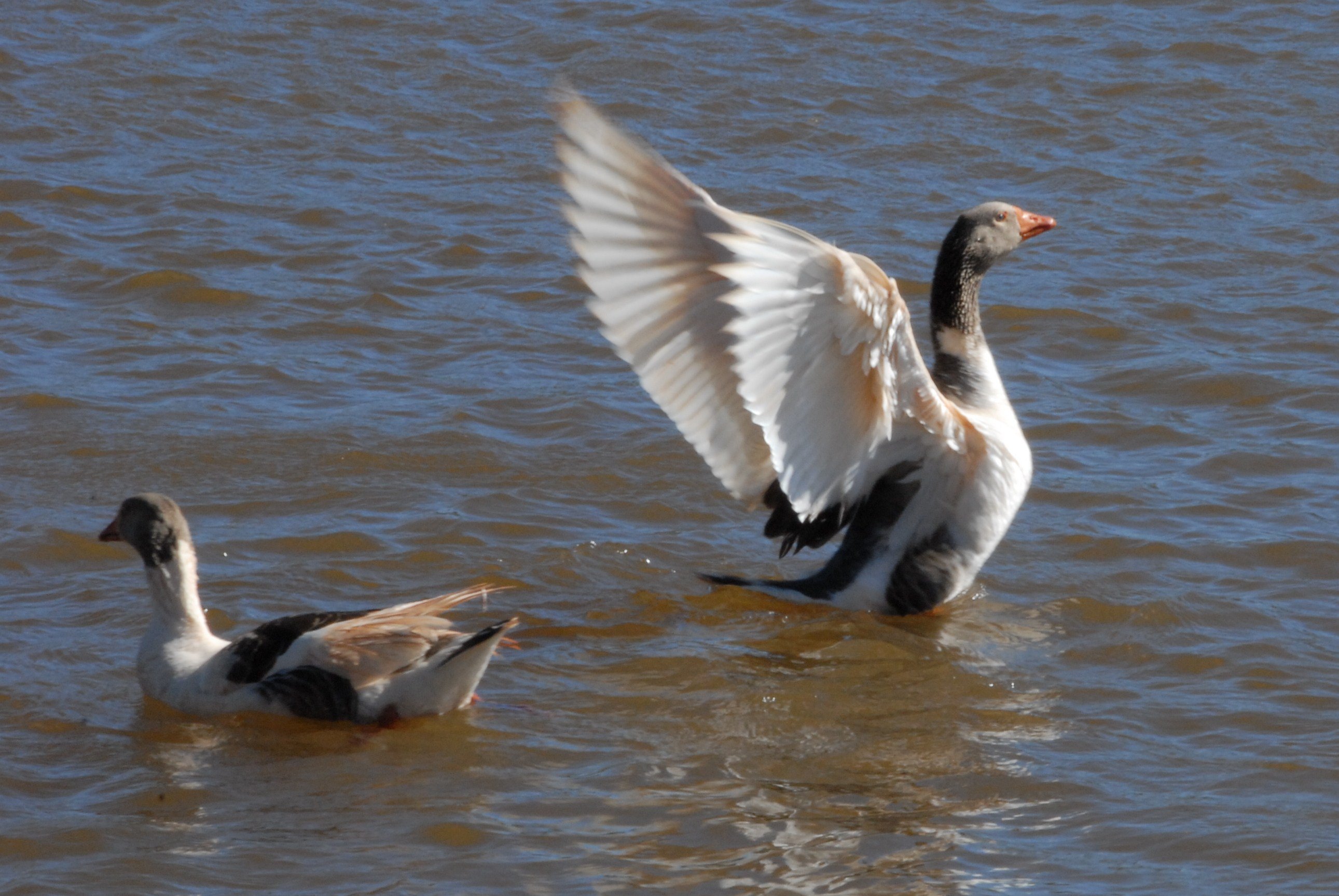 Aves se exibem no lago do Parque da Raposa
