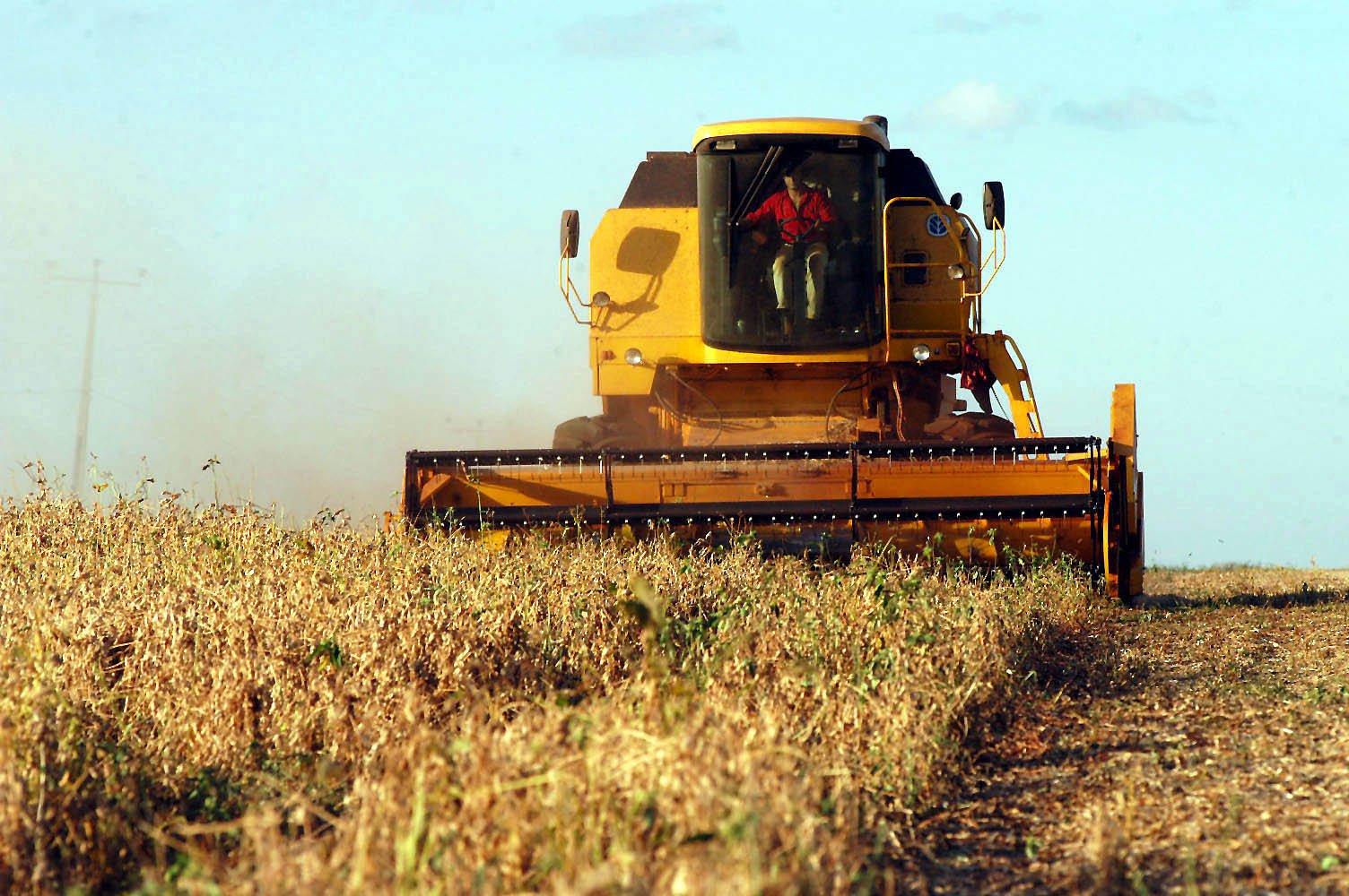 A produção de milho das duas safras colhidas no Estado este ano é 12,7% maior em relação ao ano passado