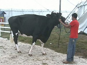 Vaca tem cinco anos e foi arrematada por um criador de Minas Gerais
