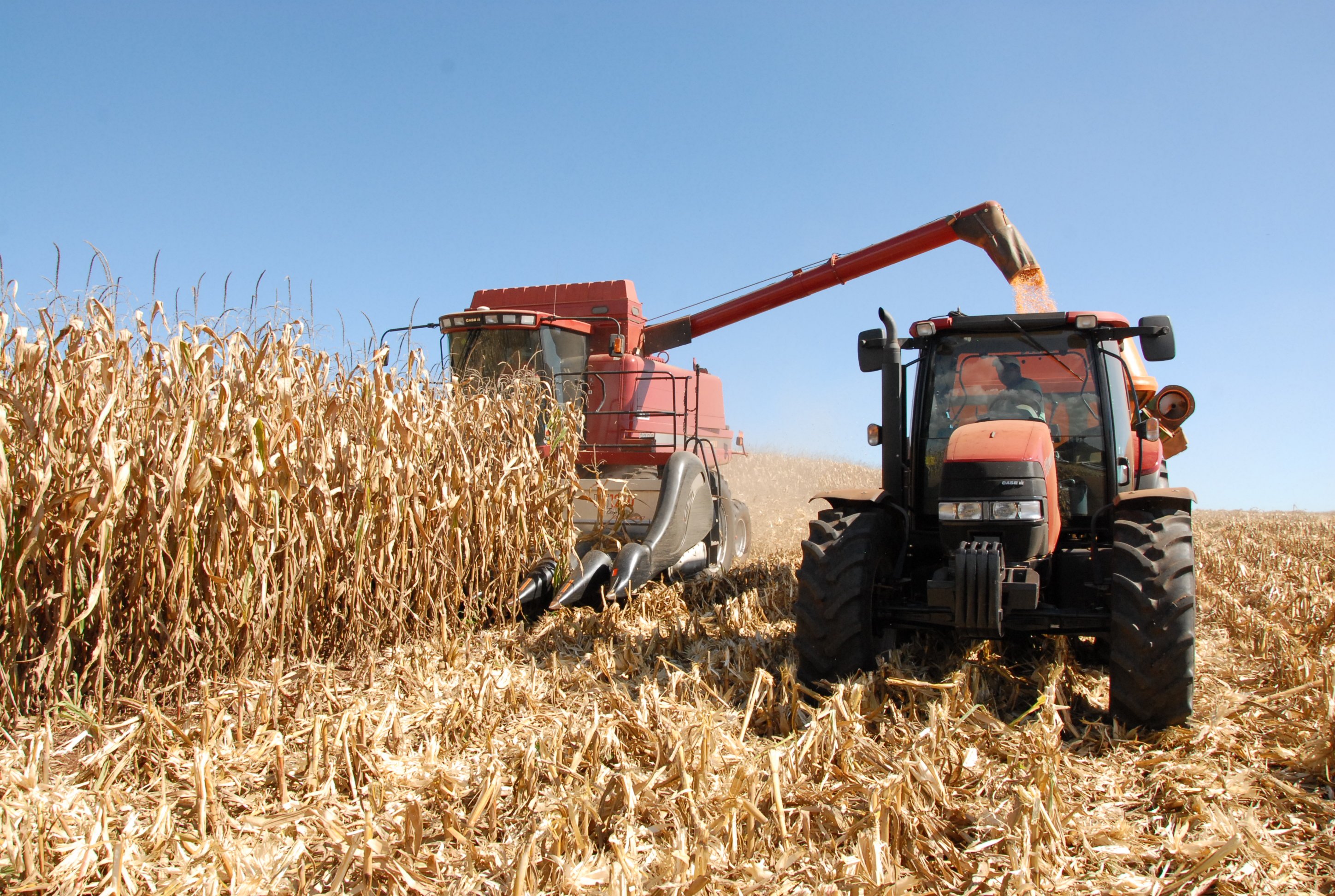 O milho da primeira safra teve um bom desempenho, com uma colheita de 7,16 milhões de toneladas