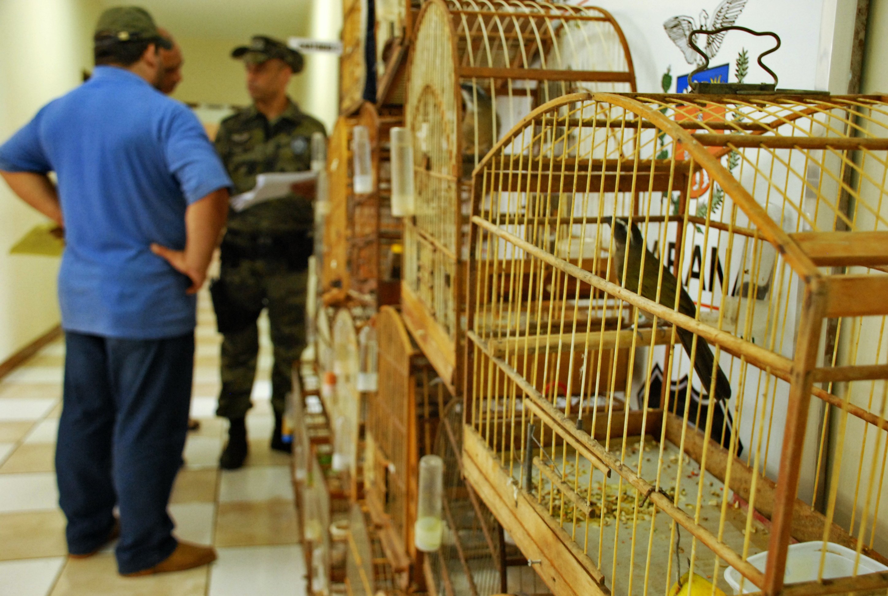 Mais de 20 pássaros silvestres, como rouxinóis e trinca-ferros, foram apreendidos na tarde desta segunda-feira (25) pela Força Verde em Apucarana