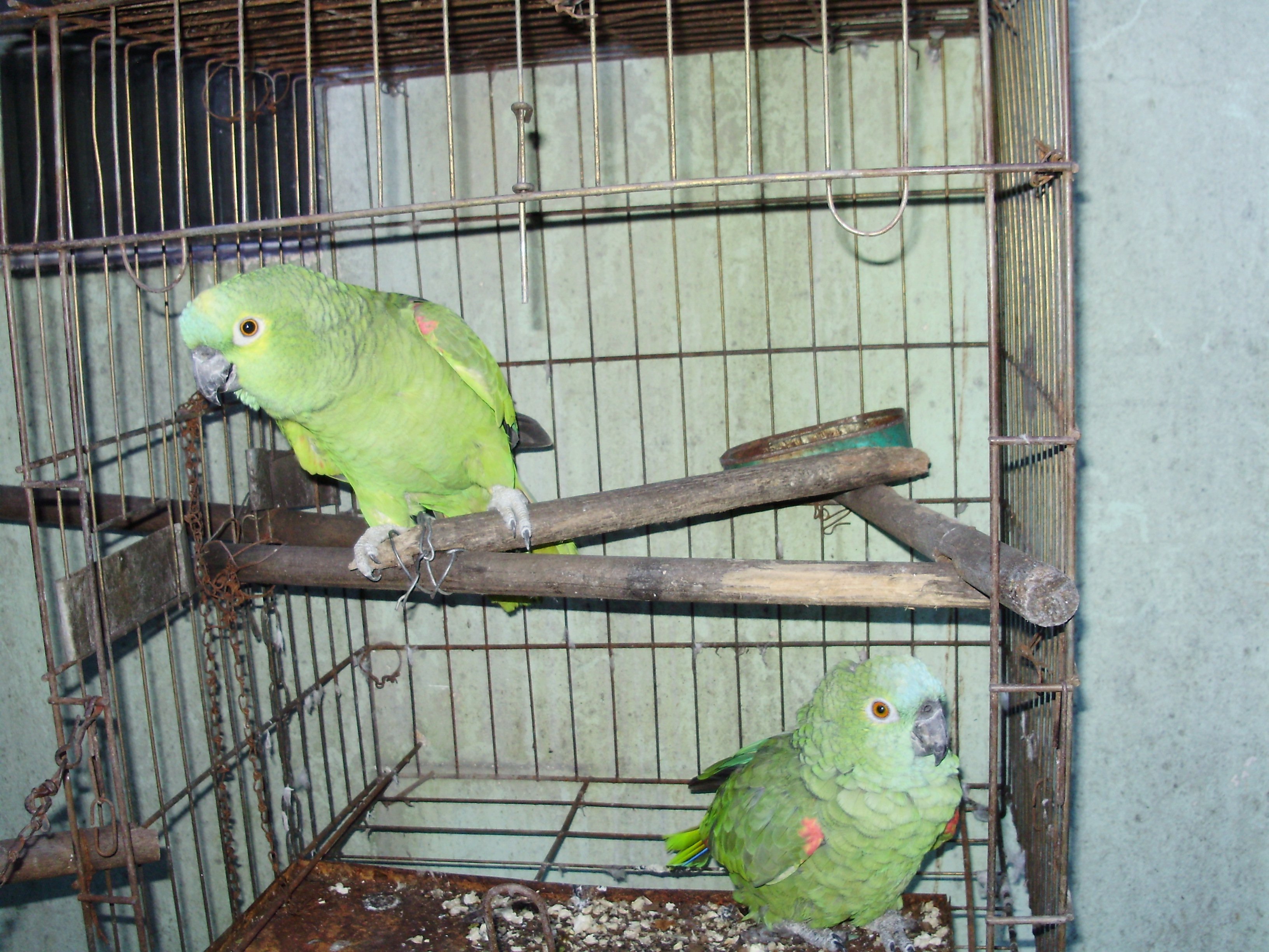 "Ju" e Zé": casal de papagaios criado por apucaranense