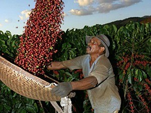 ​O Paraná é responsável por 2,25% da produção de café no Brasil - Foto: Arquivo