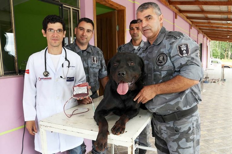 Doação de sangue animal ainda não se tornou uma prática entre os donos de pets (Foto: Divulgação/Prefeitura Municipal de Curitiba)