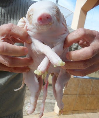 Porco nasce com dois corpos e uma cabeça em Novo Itacolomi - Foto: blog do Berimbau