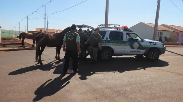 Operação capturou 17 animais de grande porte em diversos bairros (Divulgação/Prefeitura)