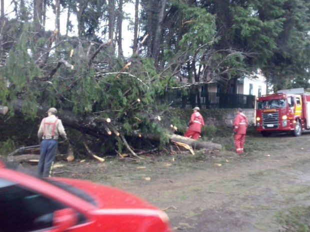 A chuva registrada em Curitiba e Região Metropolitana derrubou árvores - Foto: Blog do Berimbau