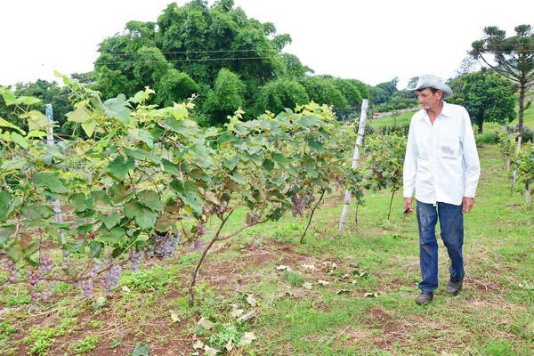 Agricultor Renato Iortzchetz: uvas para diversificar a produção | Foto: Delair Garcia