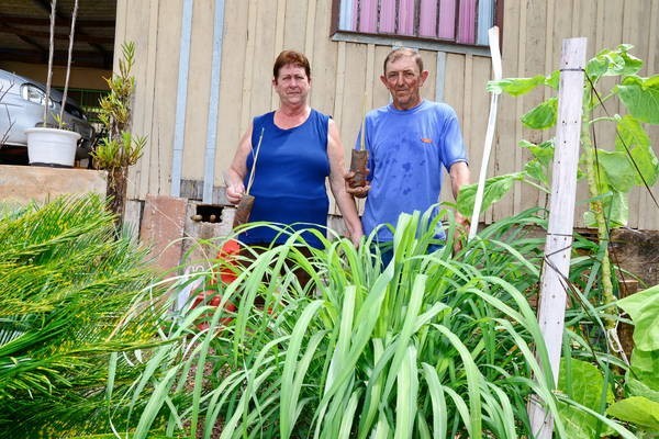 Vanda Oliviak Servilha e o marido Adísio Servilha cultivam citronela e distribuem mudas da planta  | Foto: Delair Garcia