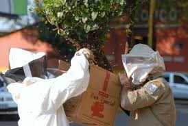 Para lidar com abelhas é necessário uso de roupas especiais - Foto: Imagem ilustrativa/TNONLINE