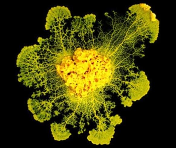 Estudo aponta que um simples organismo formado por um punhado de células originado antes do surgimento dos neurônios é capaz de aprender - Foto: Audrey Dussutour (CNRS)