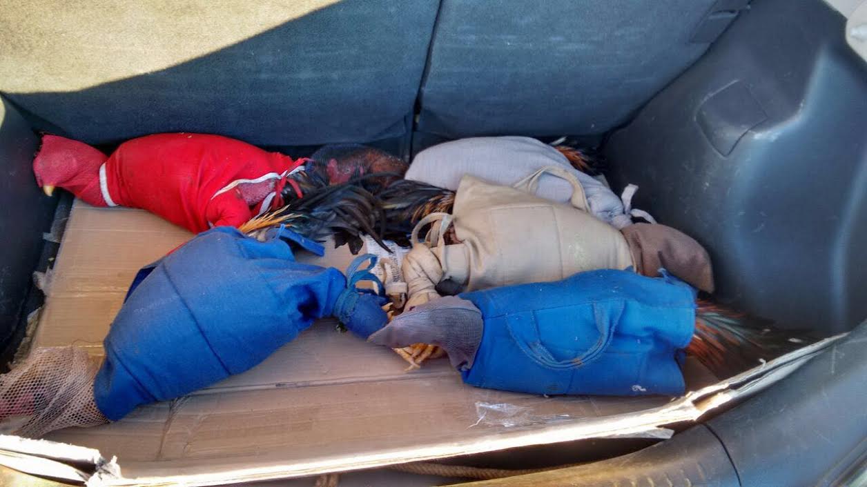 Vários galos de briga foram localizados pela Força Verde no porta malas de um carro: aves seriam levadas para o Paraguai - Foto: Divulgação