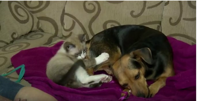 Em Maringá, cachorra 'adota' e amamenta filhote de gato