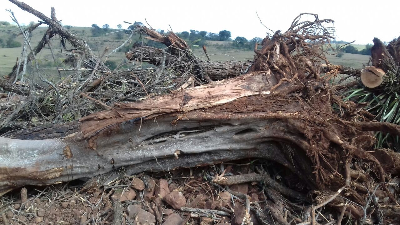 Situação de desmatamento foi constatada através de uma denúncia anônima (Foto - Divulgação/Polícia Ambiental)