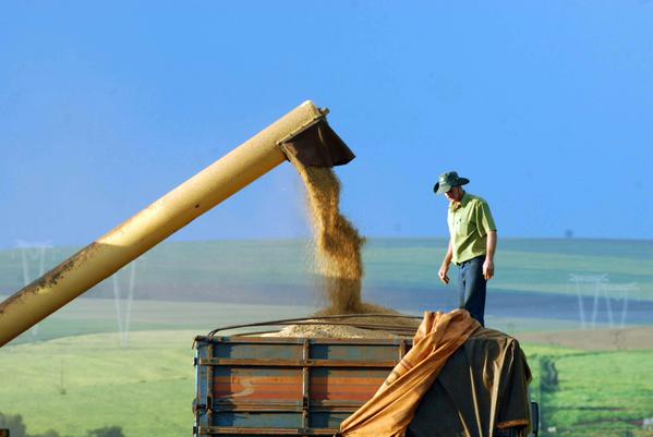 A produção de grãos no Paraná do ano agrícola 2015/16 caminha para o seu final, com a expectativa de colher um total de 35,9 milhões de toneladas - Foto: Tribuna do Norte