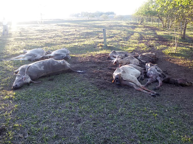 Animais mortos foram encontrados caídos em ribeirão e no pasto de fazenda no Paraná  - Foto: Divulgação/Polícia Ambiental