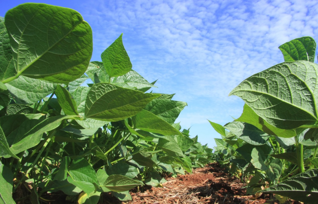 Faturamento bruto da agropecuária paranaense cresce 4% acima da inflação. Foto: AEN