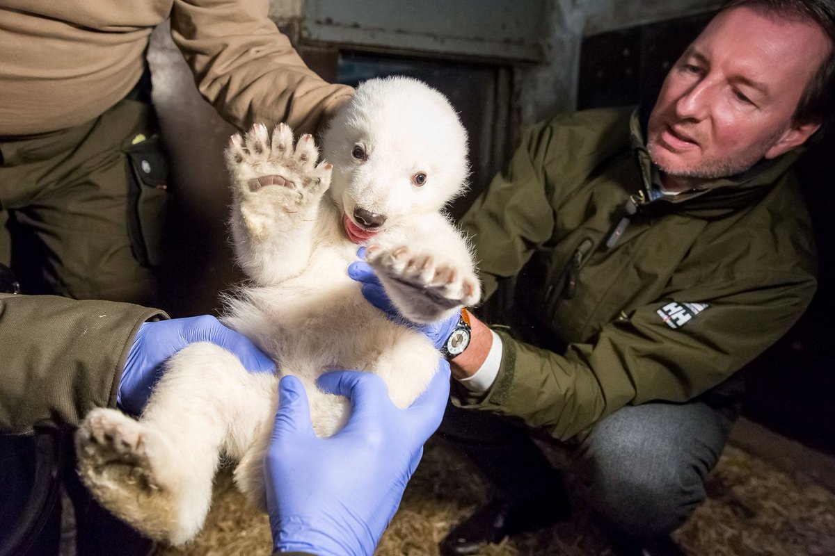 Conheça o ursinho polar mais fofo do mundo - Foto via @globaltimesnews