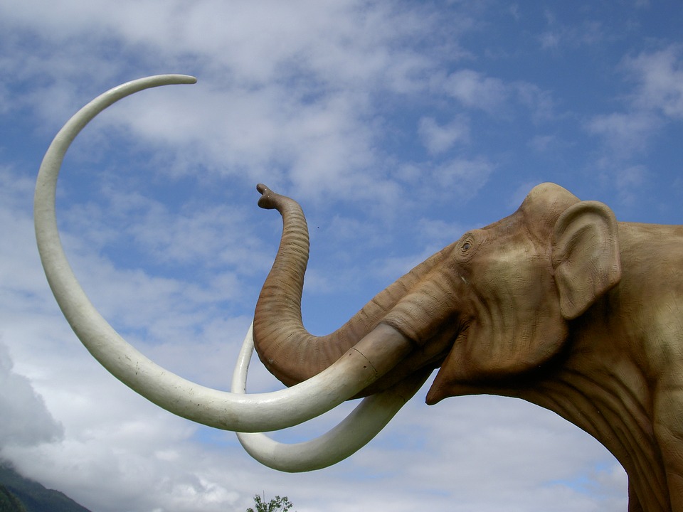 ​Extinção dos mamutes pode ter relação uma explosão mutacional - Foto: Pixabay