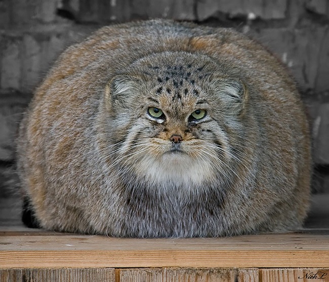 O gato-de-pallas é considerado o felino mais expressivo do mundo Foto: BoredPanda - Foto: BoredPanda