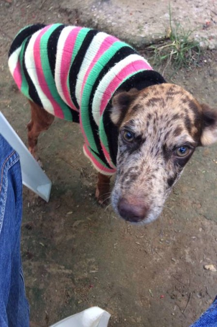 Cão sobrevivente foi vacinado e alimentado Foto: Divulgação