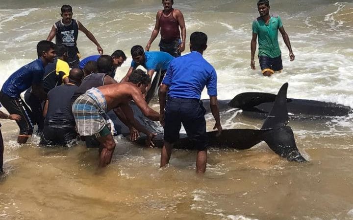 Com a ajuda de populares, marinheiros empurraram as baleias de volta para o mar - Foto: AFP