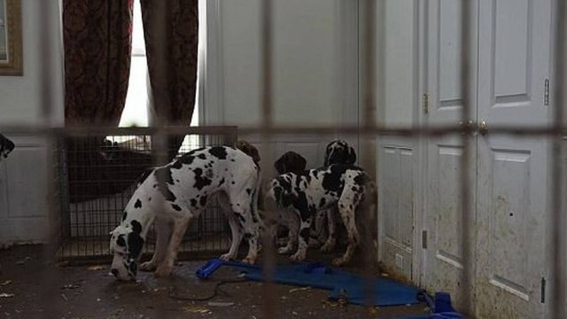 Cães mantidos em situação precária - Foto: Divulgação Humane Society of the United States