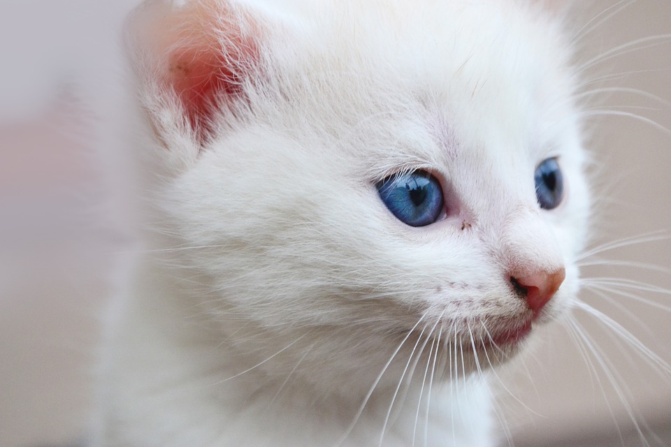 Nem todo gato branco de olho azul é surdo, mas todo gato surdo é branco de olho azul - Foto - Pixabay - Imagem ilustrativa