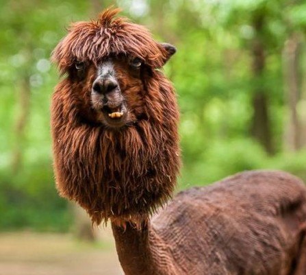 Zoológico belga inova e lhamas ganham novos e surpreendentes  penteados - Foto: Zoo de Planckendael