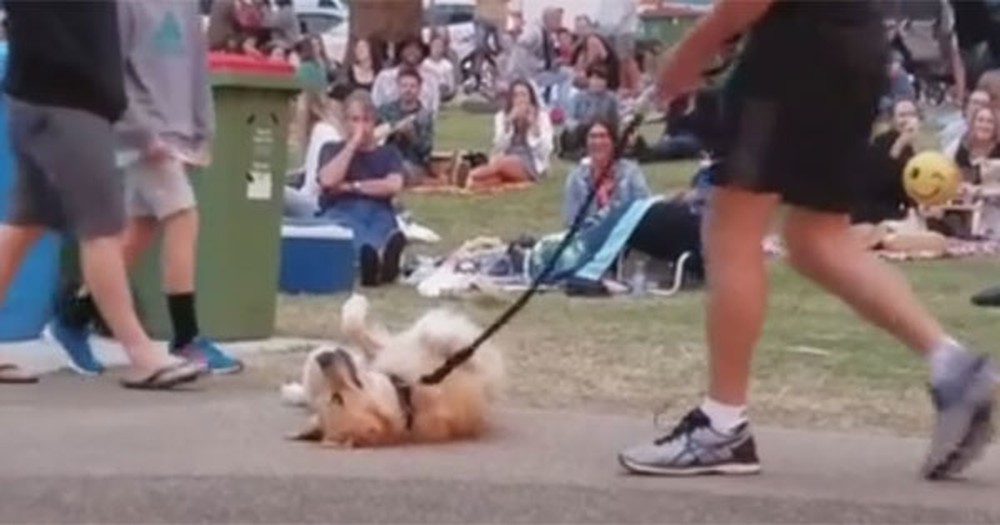 Cão que se recusa a andar com dono em parque na Austrália viraliza na net - Foto: Kristen Bohlsen/Facebook
