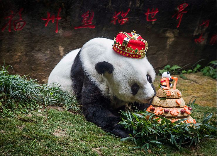 Panda considerado o mais velho do mundo morre na China
