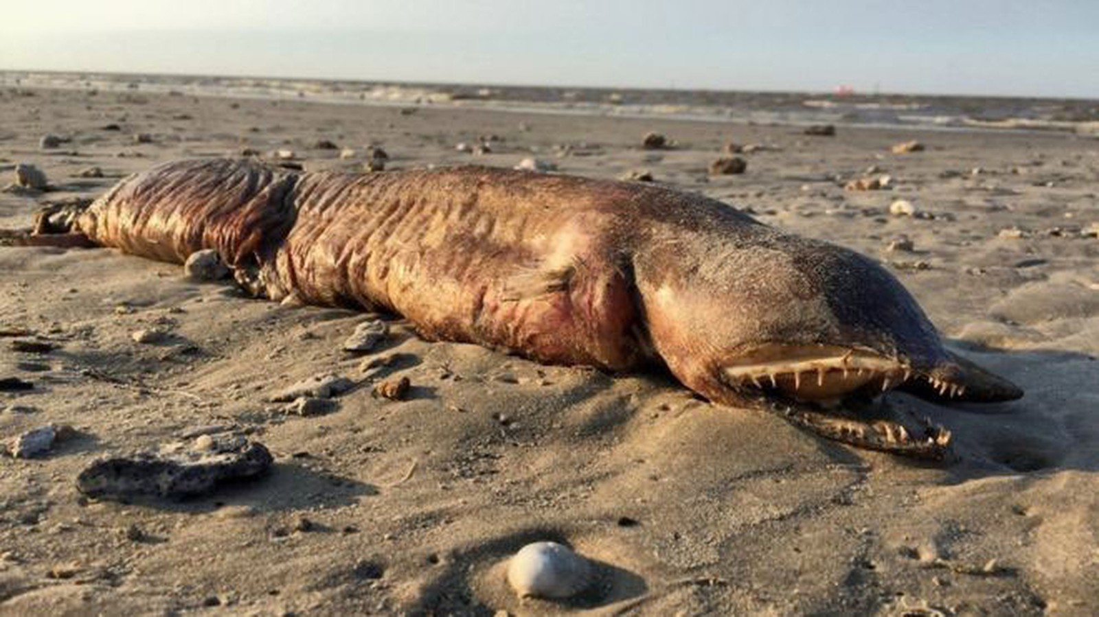 A estranha criatura de dentes afiados encontrada em praia do Texas após passagem de furacão