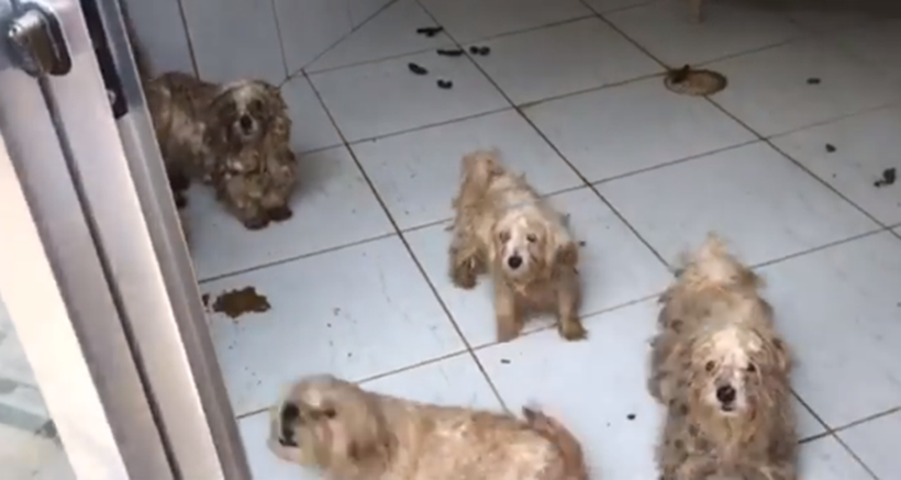 ONG de Luisa Mell resgata 135 cães de canil acusado de maus-tratos