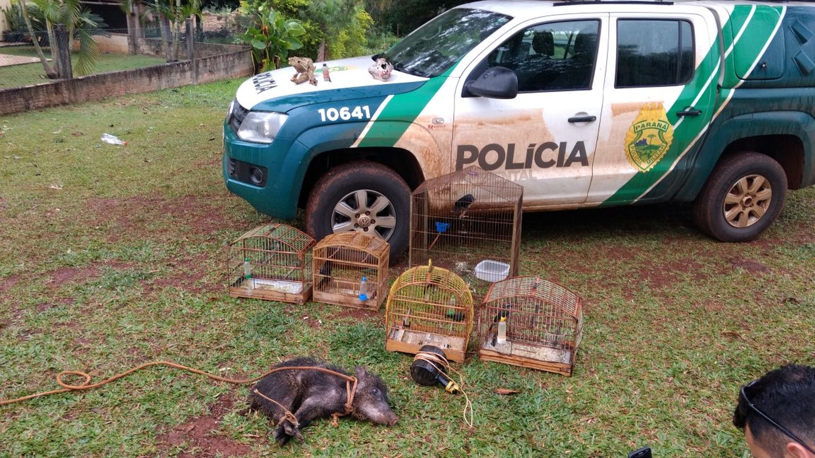 Polícia prende 18 pessoas suspeitas de comércio de carne e tráfico de animais silvestres