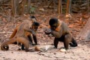 Paraná registra morte de três macacos por febre amarela