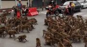Guerra entre macacos para trânsito e repercute na web